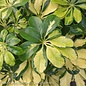8p! Schefflera Arboricola Variegated /Tropical