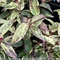 #1 Leucothoe fontanesiana Rainbow/ Drooping Native (TN)