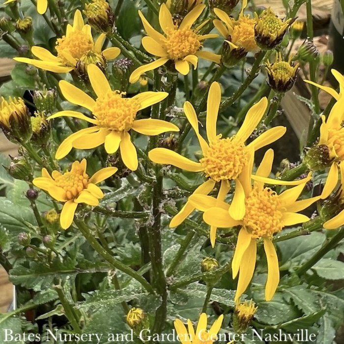 #1 Packera aurea AB/ Golden Groundsel Native (TN)