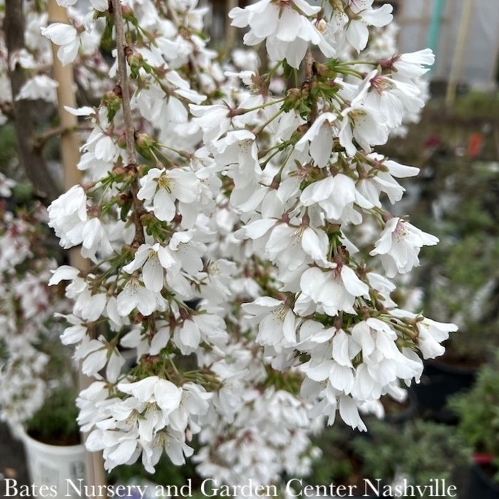 Topiary #7 Prunus x Snow Fountains/ White Weeping Flowering Cherry HIGH GRAFT