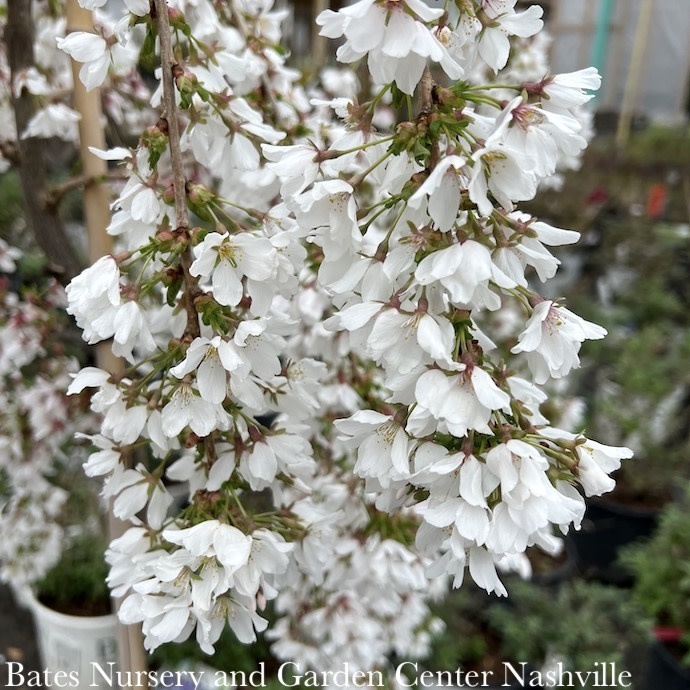 #10 Prunus x Snow Fountains/ White Weeping Flowering Cherry (Serrula Bark)