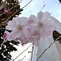 #25 Prunus subhirtella Autumnalis/ Semi-Double White to Pale Pink Flowering Cherry