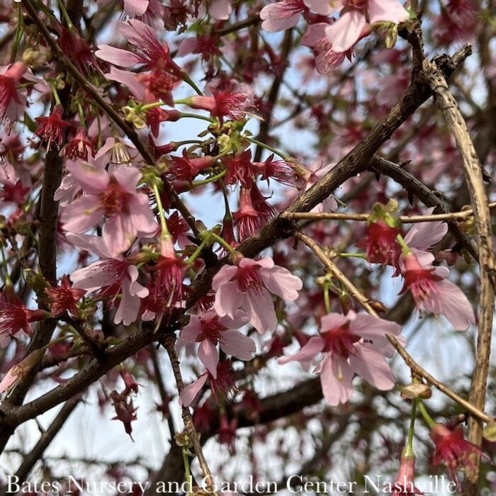 #7 Prunus x Okame/ Pink Flowering Cherry