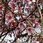 #25 Prunus x Okame/ Pink Flowering Cherry