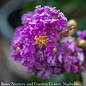 #3 Lagerstroemia indica Catawba/ Violet-purple Crape Myrtle