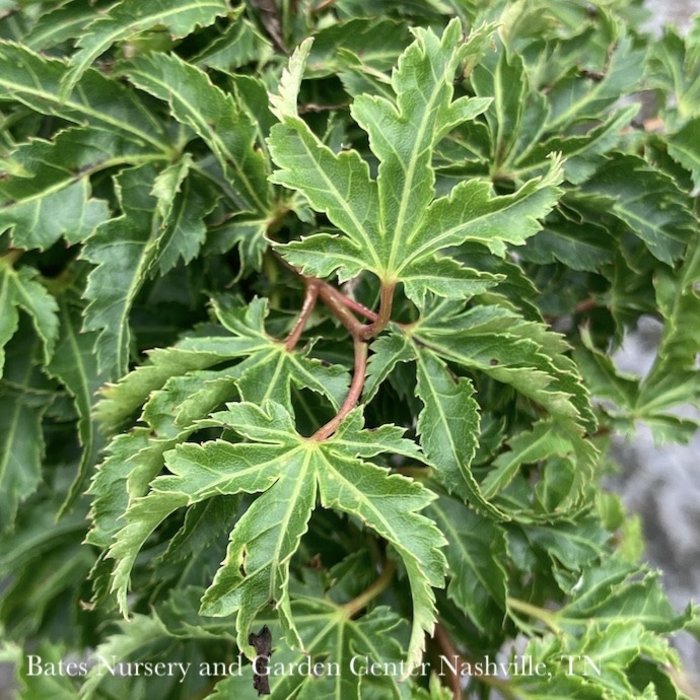 #20 BOX Acer pal Shishigashira/ Lion's Head Japanese Maple Green Upright