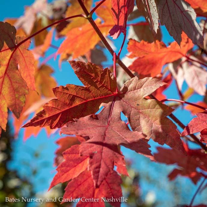 2" caliper Acer x free Autumn Blaze/ Red Maple