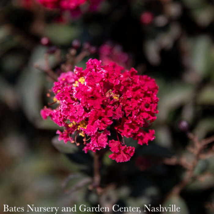 Topiary #5PT Lagerstroemia DOUBLE Dynamite/ True-red Semi-dwarf Crape Myrtle Patio Tree