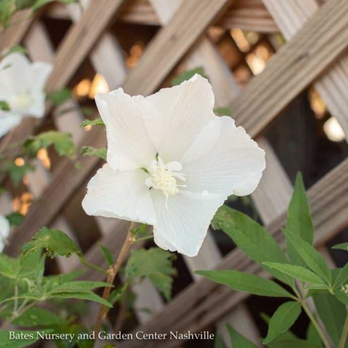 #7 Hibiscus syr White Pillar/Rose Of Sharon/ Columnar Althea