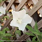 #7 Hibiscus syr White Pillar/ Columnar Rose Of Sharon/ Althea