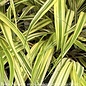 #1 Grass Hakonechloa mac Aureola/ Japanese Forest