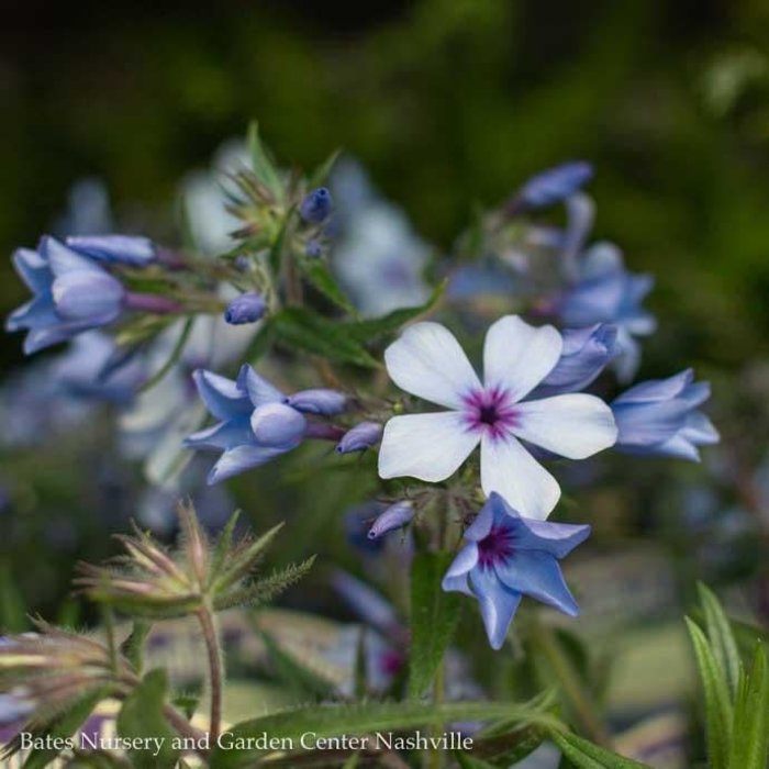 #1 Phlox divaricata Chattahoochee/ Woodland Native (TN)