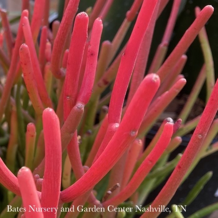 10p! Euphorbia tin Sticks of Fire / Pencil Cactus /Tropical