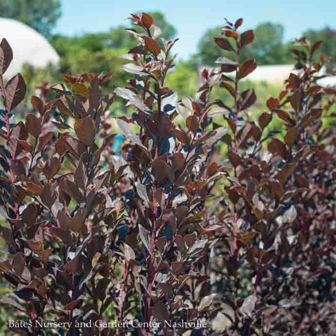 D60-Lagerstroemia / Crape Myrtle #15 Lagerstroemia Thunderstruck 'White ...