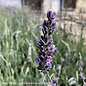 #1 Lavandula x intermedia Phenomenal/ Lavender - No Warranty
