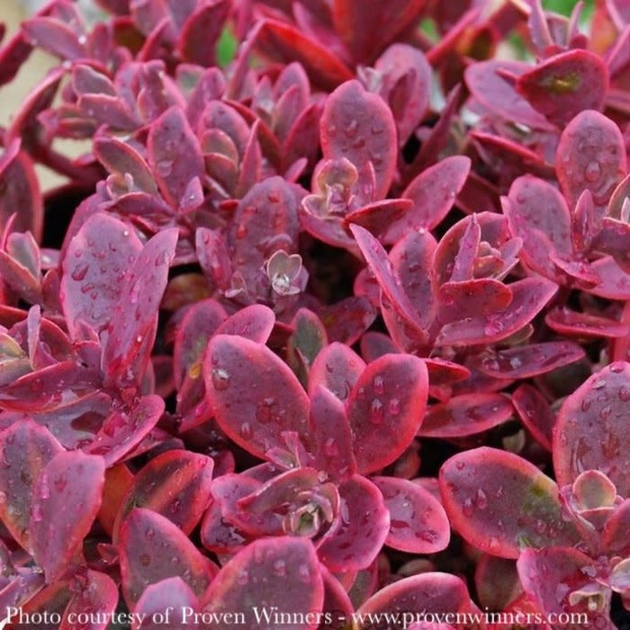 #1 Sedum rupestre PW Sunsparkler 'Wildfire'/ Stonecrop