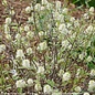 #3 Fothergilla x intermedia PW Legend Of The Small/ Dwarf Native (R)