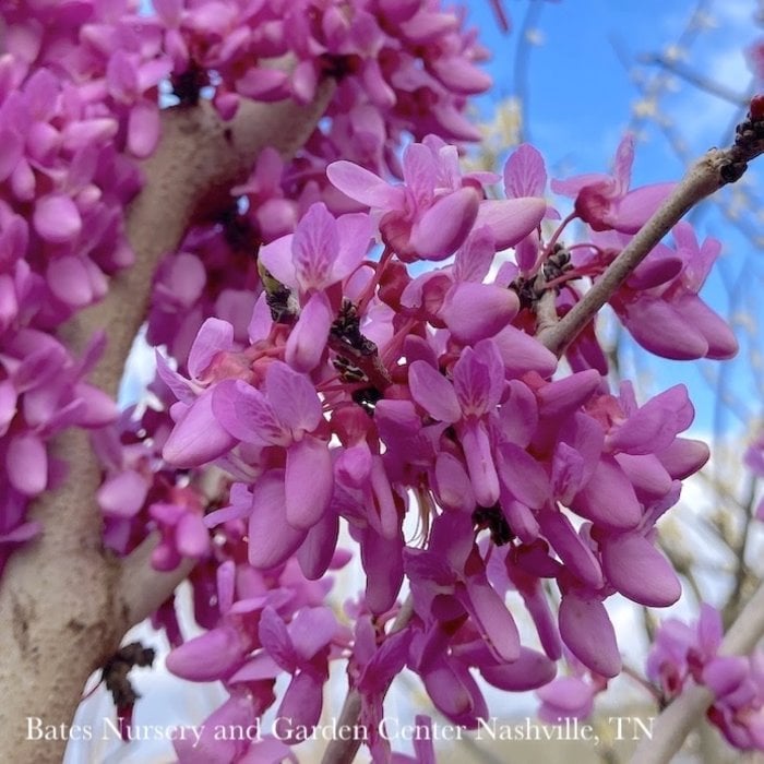 #15 Cercis chinensis Bubble Gum/ Chinese Redbud