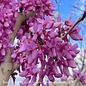 #15 Cercis chinensis Bubble Gum/ Chinese Redbud