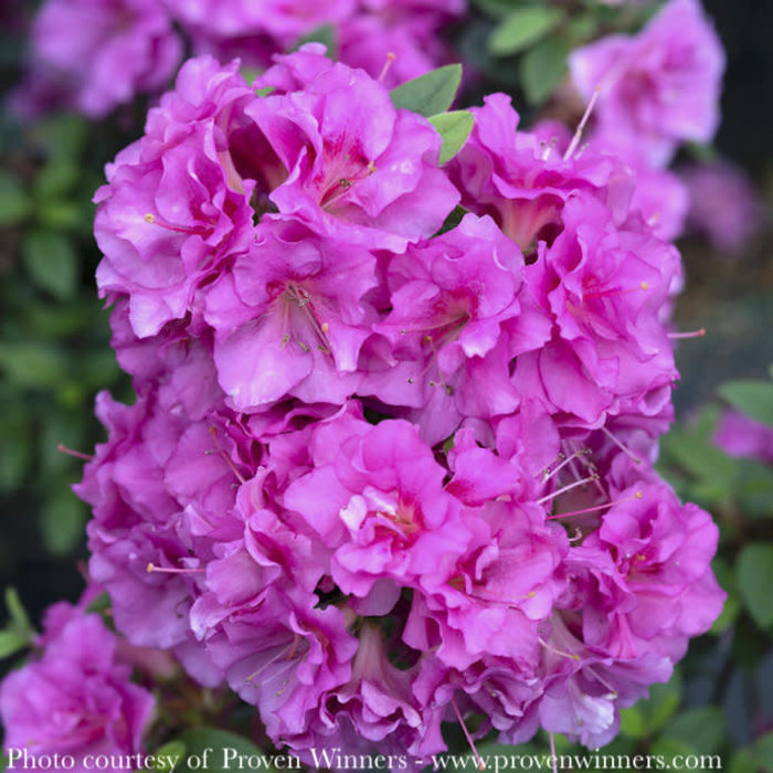 Rosebud Azalea, Azalea x 'Rosebud' (Gable Hybrid), Monrovia Plant