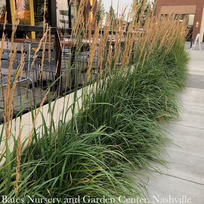 #1 Grass Calamagrostis x acutiflora Karl Foerster/Feather Reed