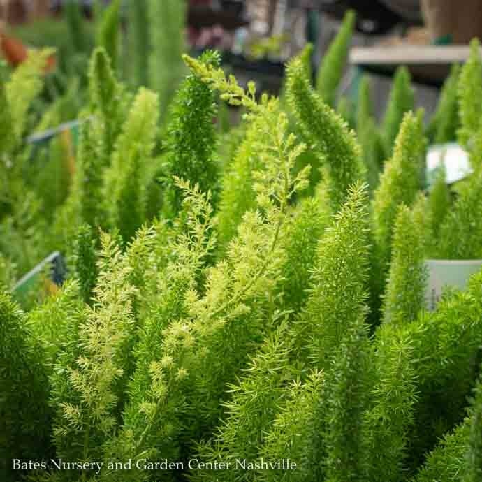 Asparagus Densiflorus, Foxtail Fern