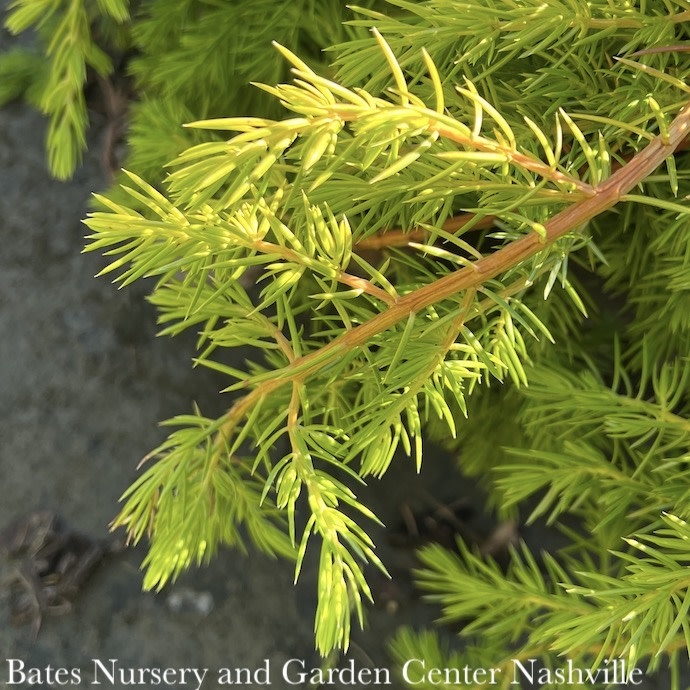 #1 Juniperus conferta All Gold/ Shore Juniper