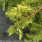 #3 Juniperus conferta All Gold/ Shore Juniper