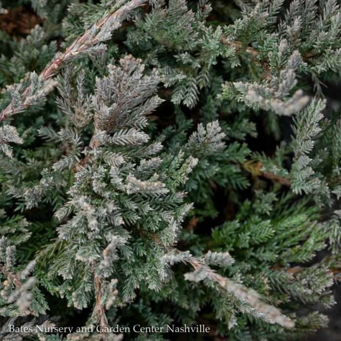 #1 Juniperus horiz Blue Chip/ Creeping Juniper