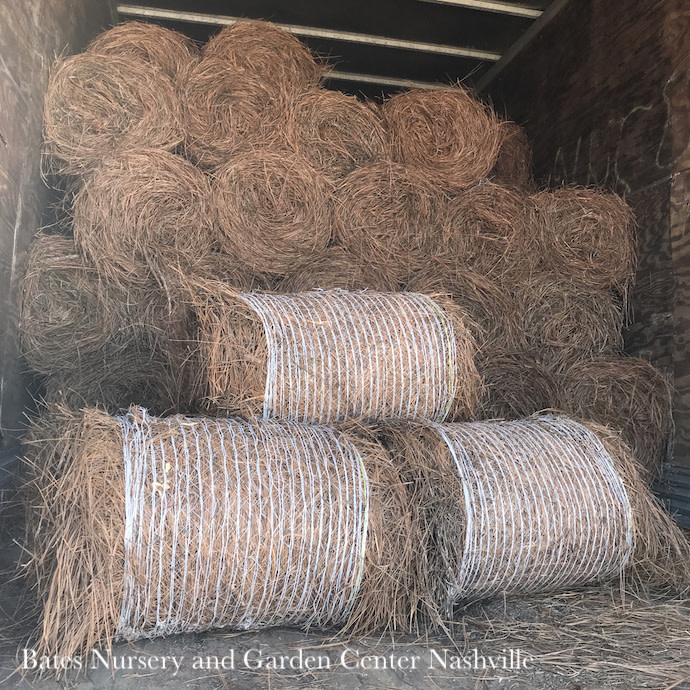 Pine Straw Rolled Bale/Mulch Longleaf Bates Nursery & Garden Center
