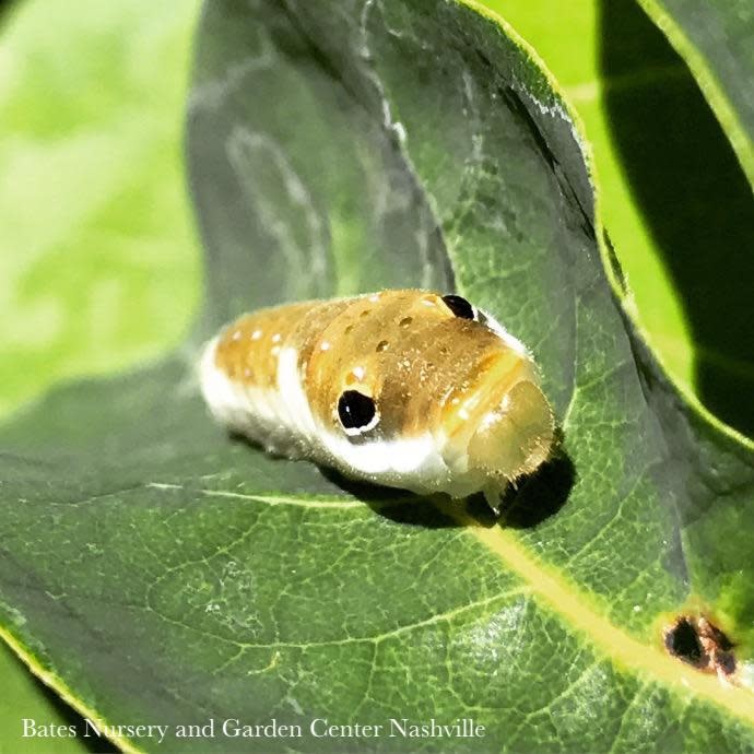 #3 Lindera benzoin/ Northern Spicebush Native (TN)