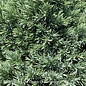 #1 Juniperus squa Blue Star /Mounding Juniper
