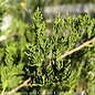 #7 4' Juniperus virg Canaertii/ Upright Eastern Red Cedar Native (TN)
