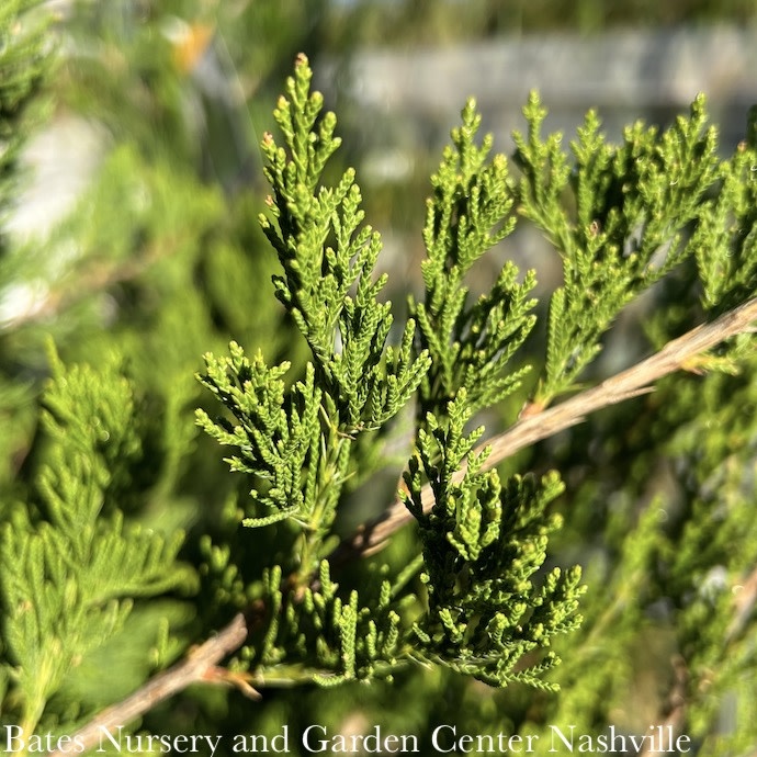 #7 4' Juniperus virg Canaertii/ Upright Compact Eastern Red Cedar Native (TN)
