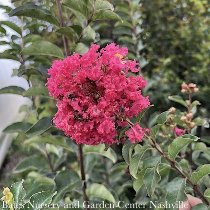 Topiary #5 PT Lagerstroemia x Tuscarora/ Dark Coral Pink Crape Myrtle