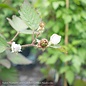 Edible QP Rubus x Navaho/ Thornless Blackberry