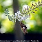 #5 Clethra alnifolia Crystalina Sugartina/ White Summersweet Native (TN)