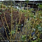 #5 Cornus alba Winter Canary/ Tatarian Yellow Twig Dogwood