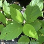 #5 Cornus alba Winter Canary/ Tatarian Yellow Twig Dogwood