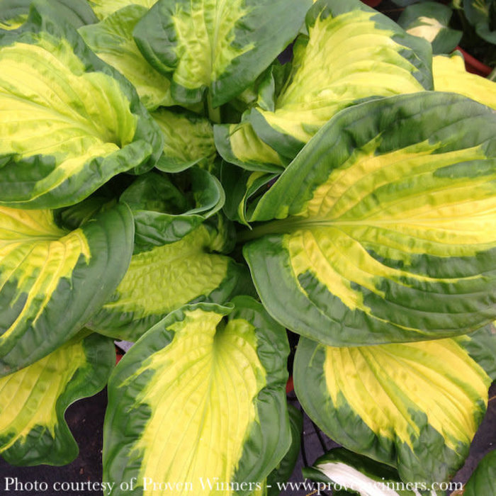 8P Hosta x PW Shadowland 'Etched Glass'/ Variegated
