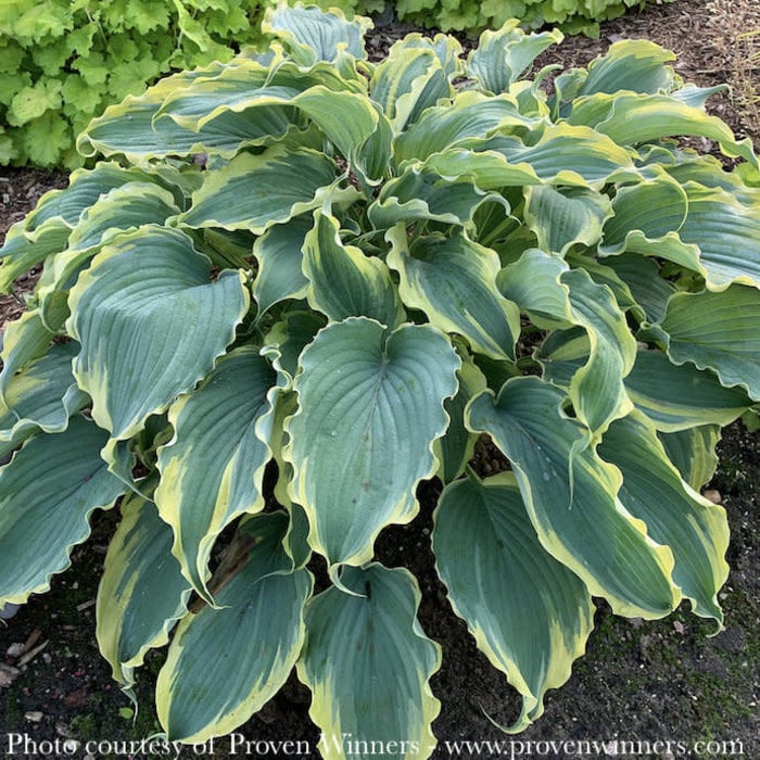 8P Hosta x PW Shadowland 'Voices In The Wind'
