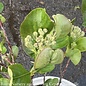#3 Aronia melano PW Low Scape 'Mound'/ Black Chokeberry Native (TN)
