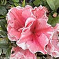 #3 Azalea x Encore Autumn Sunburst/ Repeat Coral Pink w/ White Edges