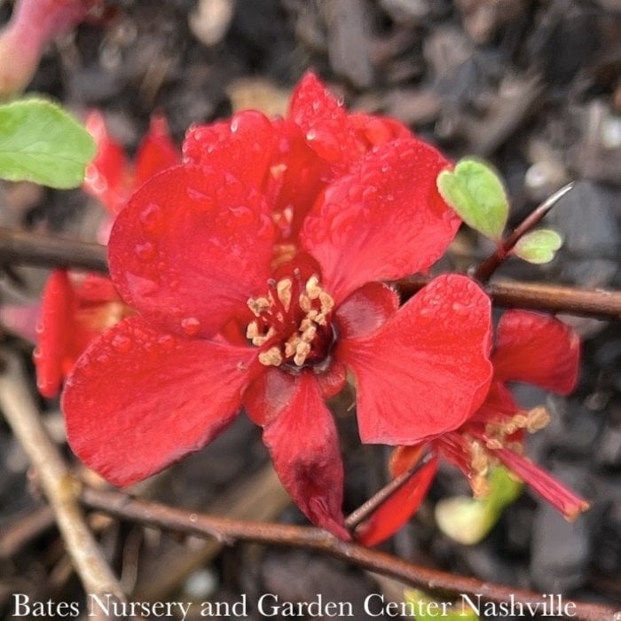 #2 Chaenomeles speciosa Spitfire/ Red Flowering Quince