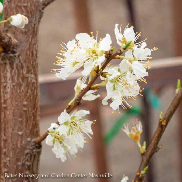 Edible #3 Prunus Santa Rosa/ Self-fertile Semi-dwarf Plum