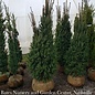 5-6' Picea ab Cupressina/ Columnar Norway Spruce - No Warranty