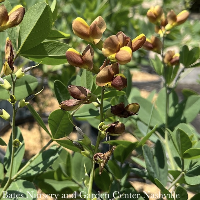 P80Misc Sun Perennials 2 Baptisia x PW Decadence 'Cherries Jubilee