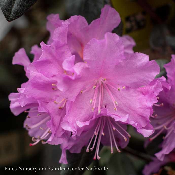 #5 Rhododendron x PJM/ Pink  - No Warranty