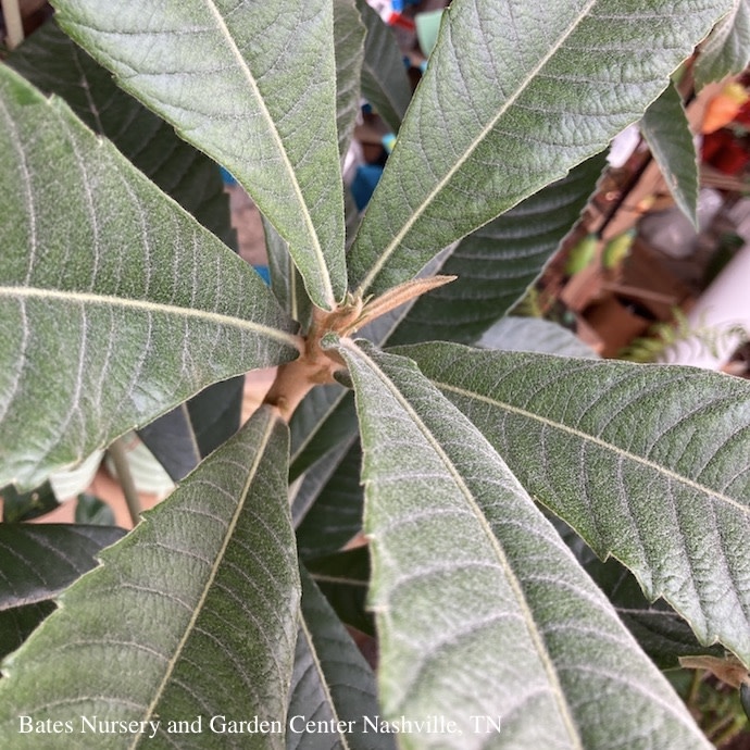 Edible #3 Eriobotrya japonica / Loquat - No Warranty