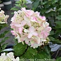 #7 Hydrangea pan PW Limelight PRIME/ White to Pink Panicle